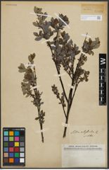 Foto von Salix arbuscula L.